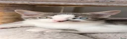 Domestic Shorthair cats for sale: Beautiful male kitten - Advert 2