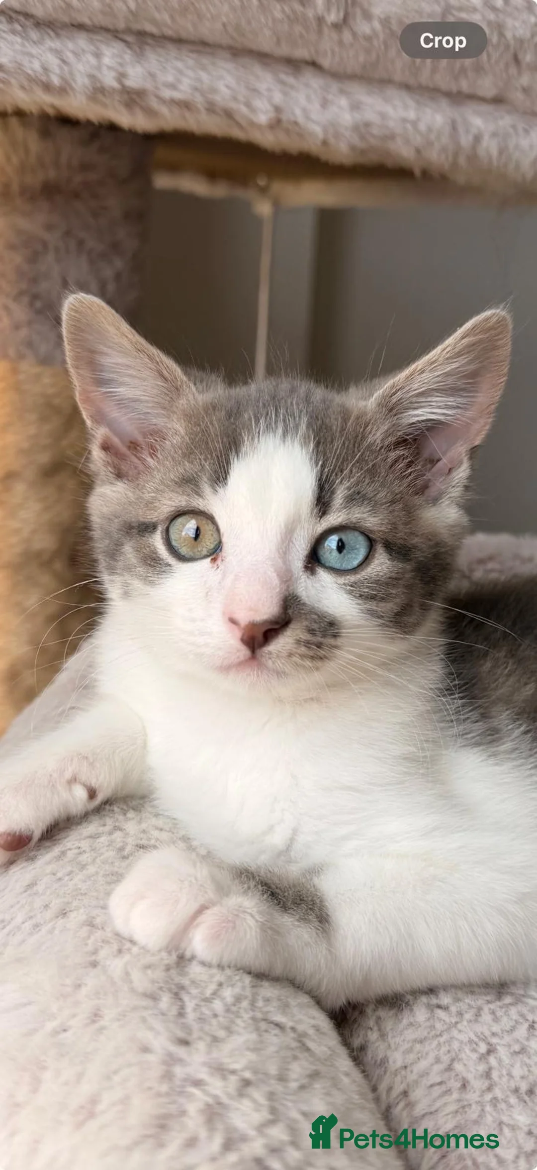 Domestic Shorthair cats for sale: Beautiful male kitten - Advert 2