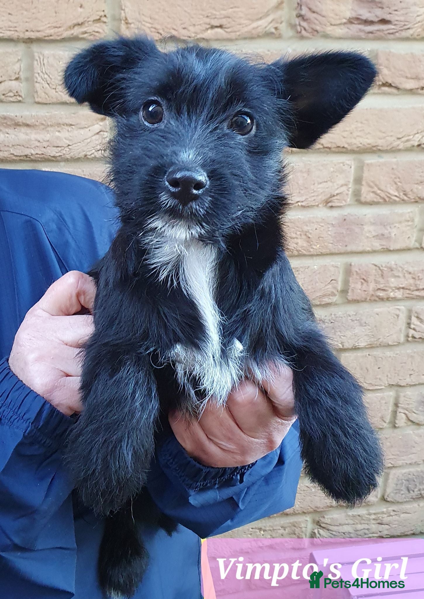 Mixed Breed dogs Beautiful girl looking for her forever home - Advert 1
