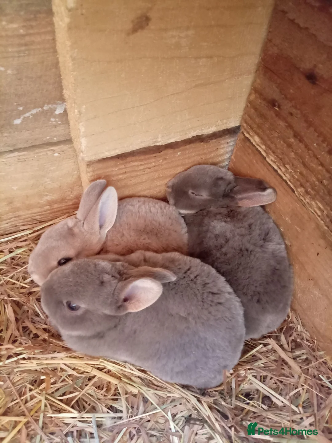 Rex rabbits for sale: Mini Rex babies  - Advert 4