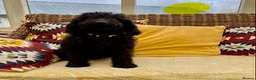 Irish Doodle dogs for sale: Standard Irish Doodle Puppies in Launceston - Advert 21