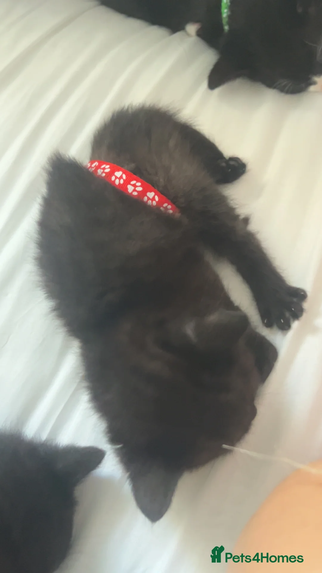 Mixed Breed cats for sale: 5 kittens  in Worcester - Advert 2