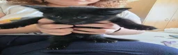 Domestic Shorthair cats for sale: 4 gorgeous black kittens with white patches. - Advert 9