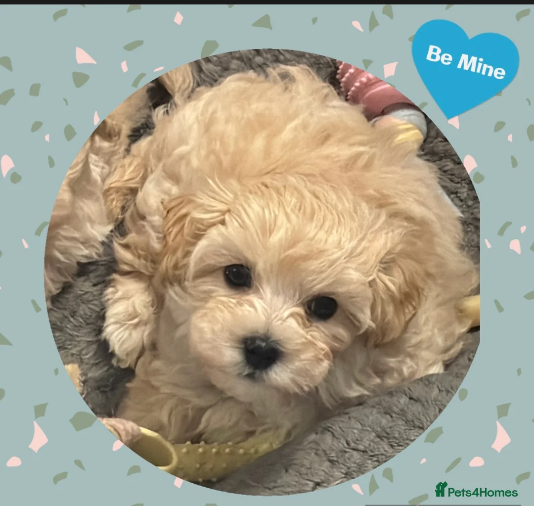 Maltipoo dogs for sale: 1 left! Ready now! F1 PRA clear, Ukraine Maltipoos - Advert 1