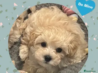Maltipoo dogs 1 left! Ready now! F1 PRA clear, Ukraine Maltipoos - Advert 7