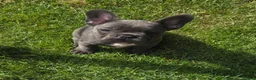 French Bulldog dogs for sale: French bulldogs  Last girl  - Advert 13
