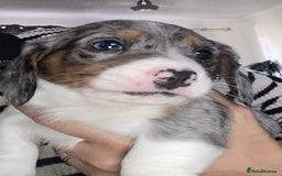 Dachshund dogs for sale: Stunning litter of Dachshund puppies  - Image 10