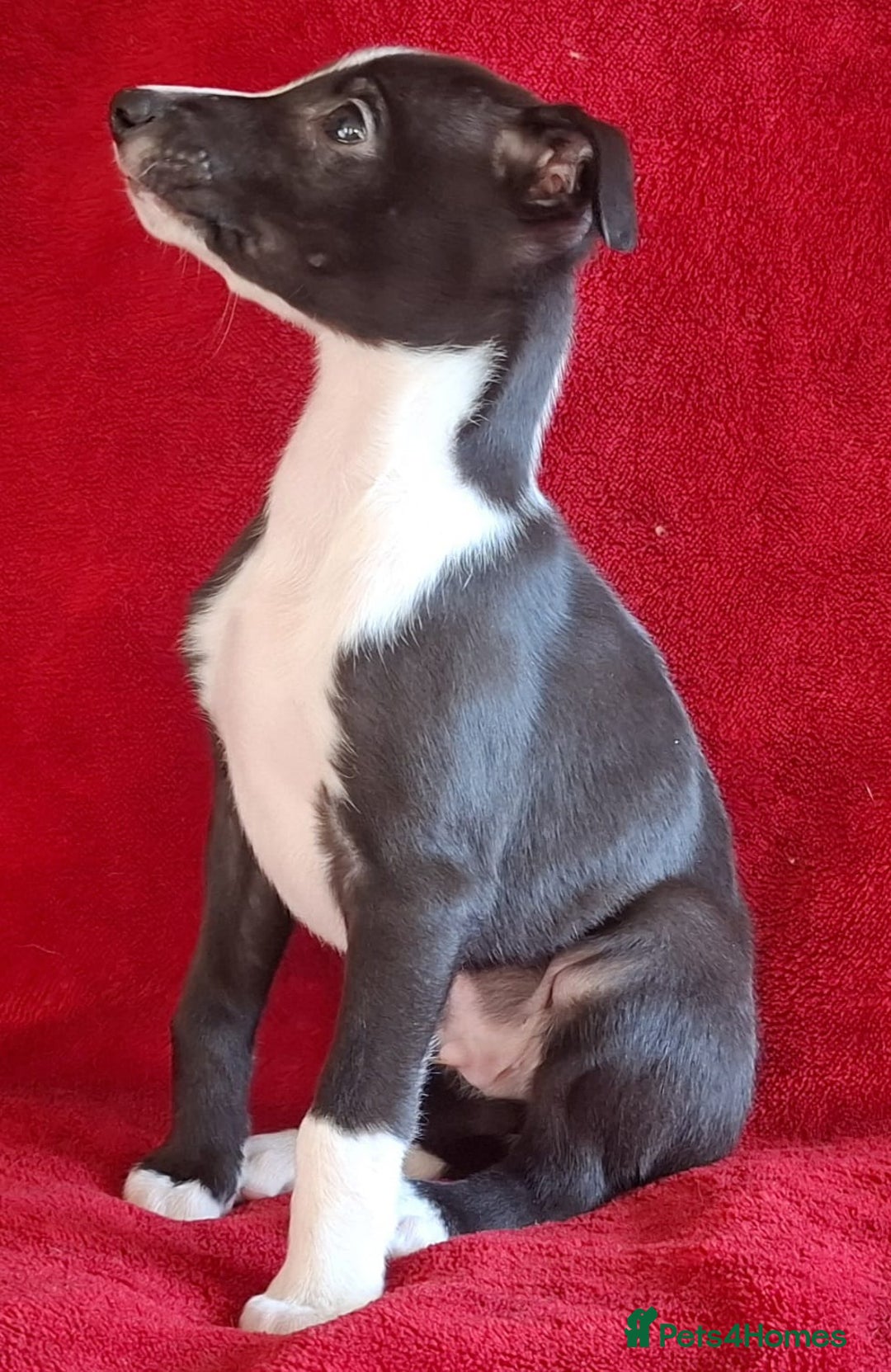 Whippet dogs for sale: Sporting bred whippet puppies  - Advert 4