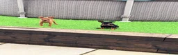 Miniature Pinscher dogs for sale: Min Pin Jesko Is Looking For His Forever Family 💙 - Advert 8
