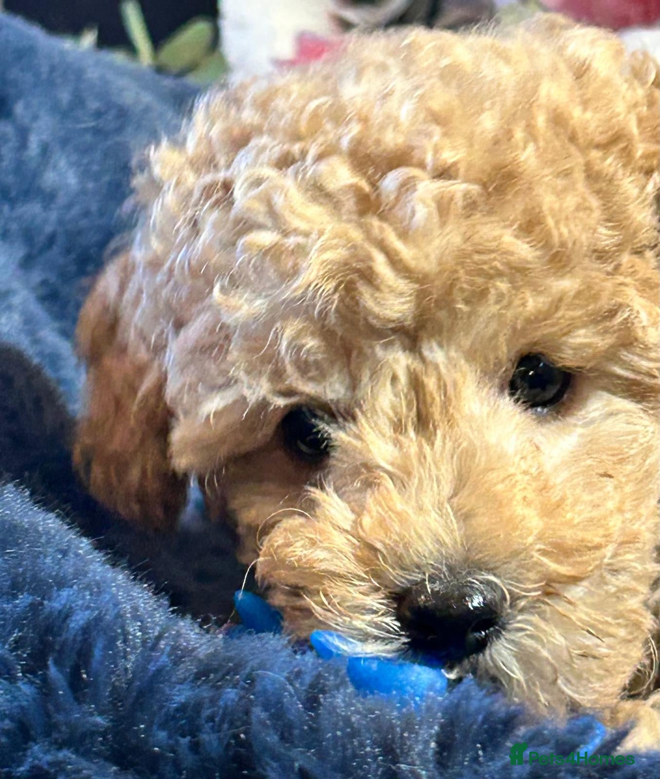 Cavapoo dogs Last Adorable Cavapoo puppy  - Advert 1