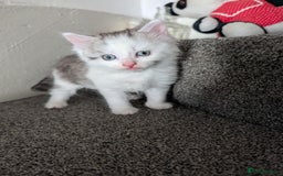 Mixed Breed cats for sale: Persian mix cross  - Image 4