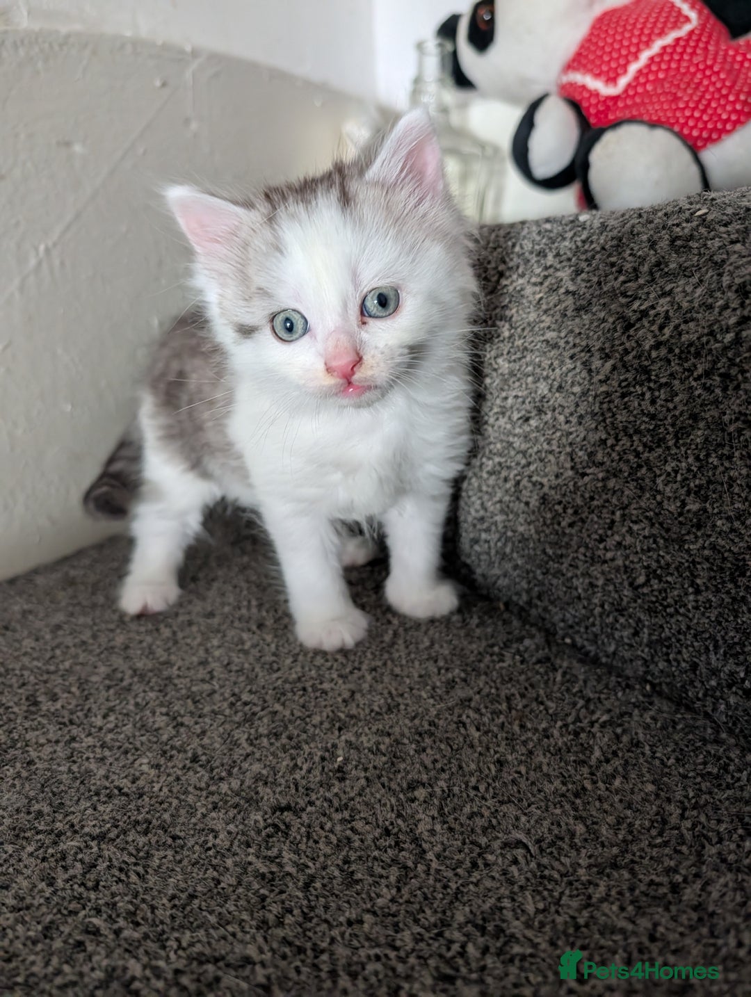 Mixed Breed cats for sale: Persian mix cross  - Image 4