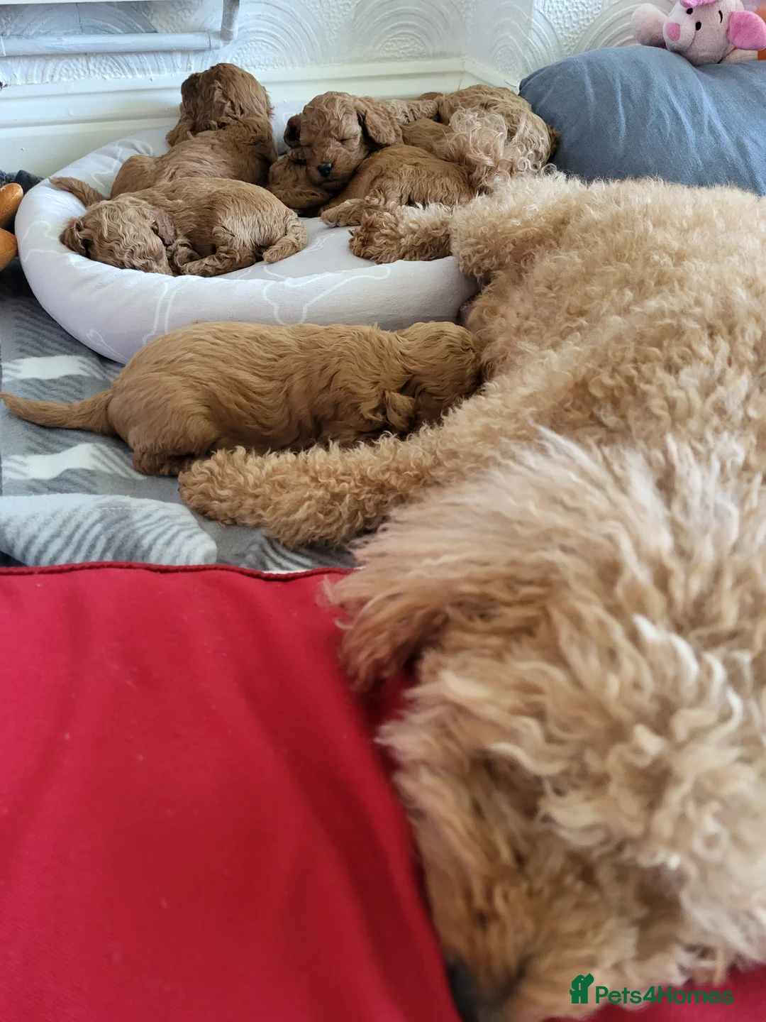 Toy Poodle dogs for sale: Adorable TOY POODLE pups - Advert 2