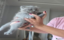 British Shorthair cats for sale: BRITISH SHORTHAIR KITTENS  - Image 6