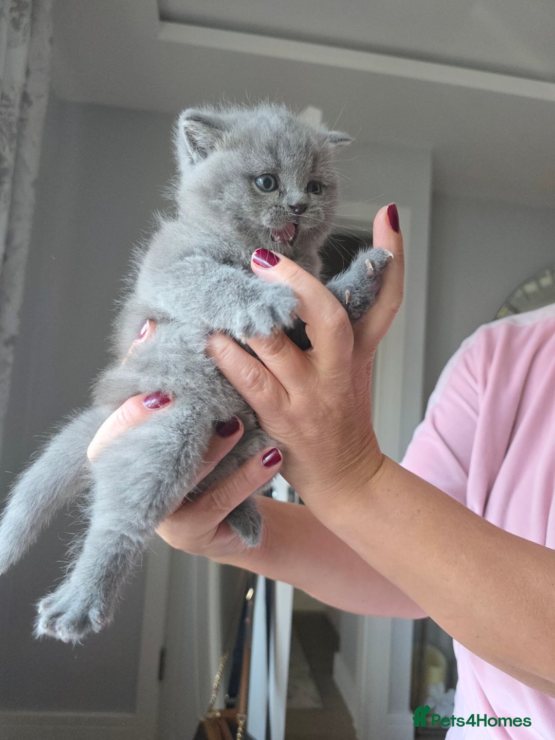 British Shorthair cats for sale: BRITISH SHORTHAIR KITTENS  - Image 6