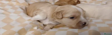 Puppy 1