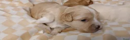 Mixed Breed dogs for sale: Luxury MauxiePoos This is CUTE OVERLOAD  - Advert 23