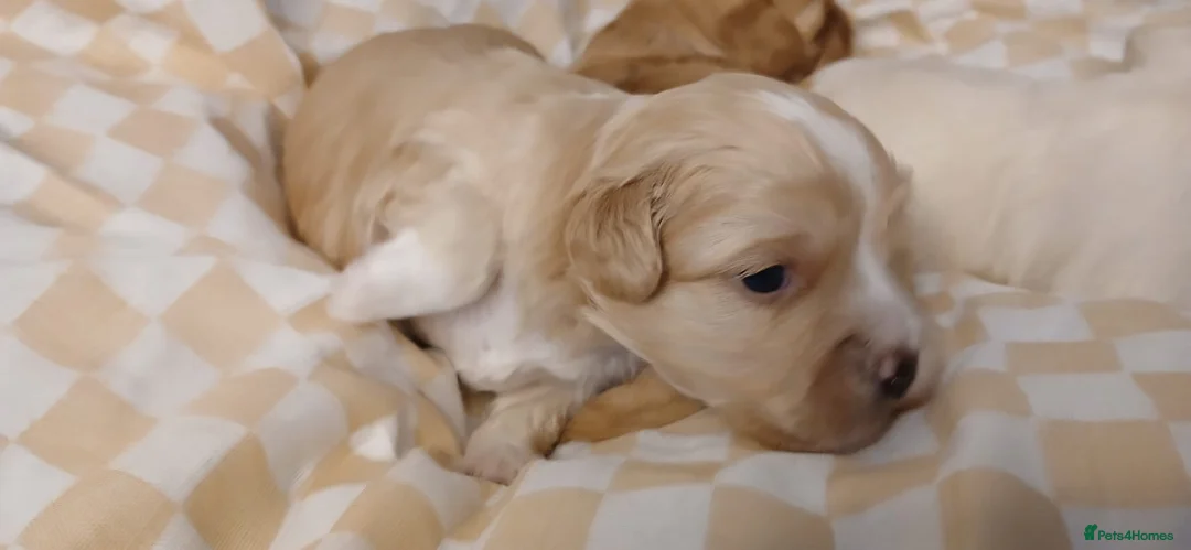 Mixed Breed dogs for sale: Luxury MauxiePoos This is CUTE OVERLOAD  - Advert 23