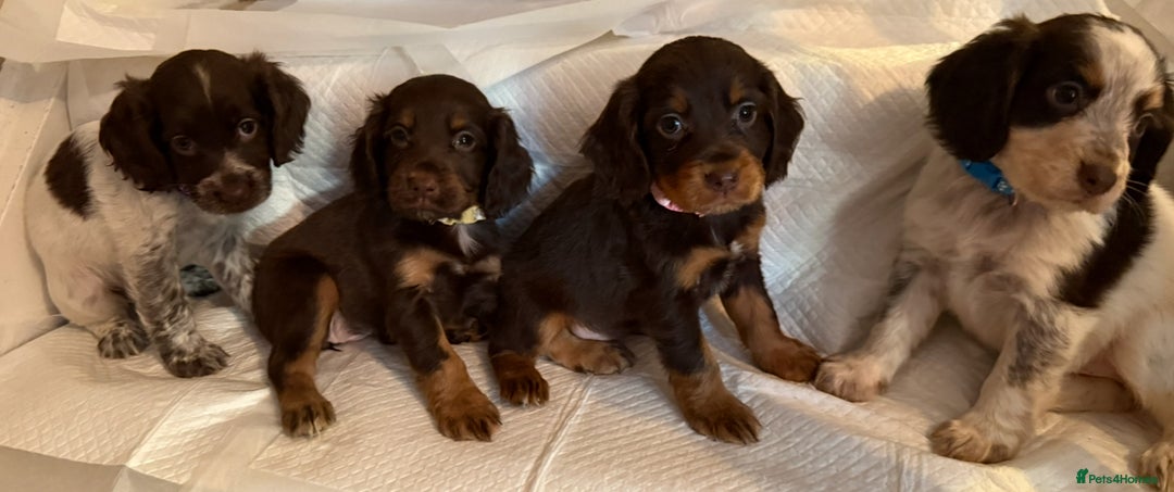 Sprocker Spaniel Cocker Spaniel Family Dog Beautiful Show Type