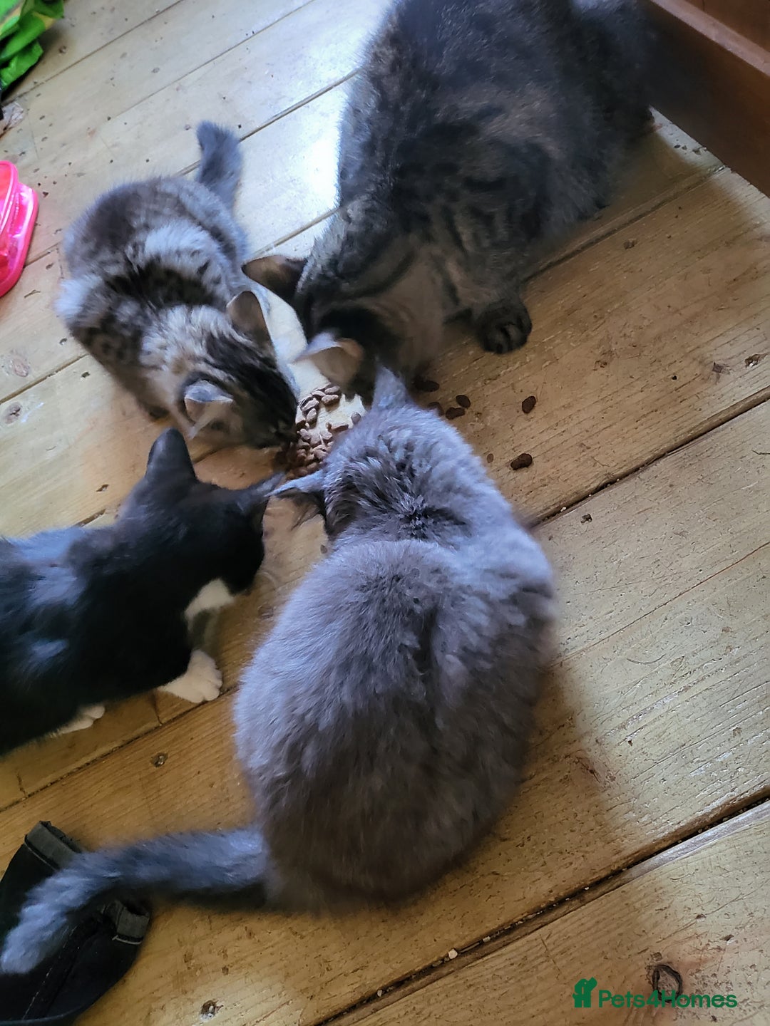 Mixed Breed cats for sale: 3 kittens gor sale - Image 5