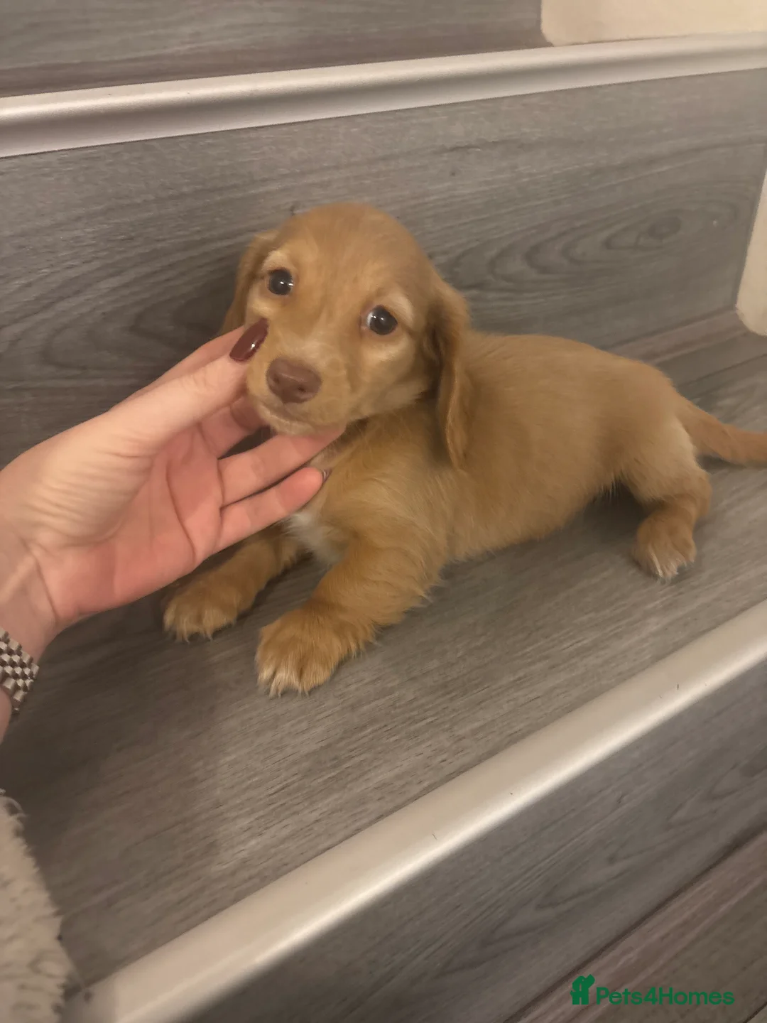 Miniature Dachshund dogs for sale: Long haired cream Puppies  - Advert 20