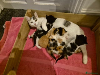 British Shorthair cats Kittens for Sale - Chulmleigh - Advert 1