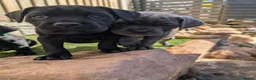 Cane Corso dogs for sale: Cane corso puppies  - Advert 19