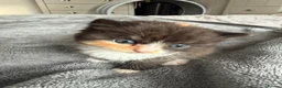 Mixed Breed cats for sale: Agnes - Advert 8