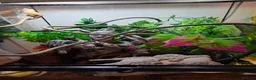 Gecko reptiles for sale: Crested Geckos pair in Slough - Advert 3