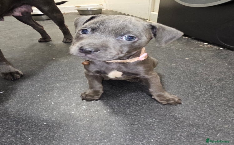 Staffordshire Bull Terrier dogs - Advert 1