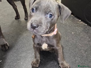 Staffordshire Bull Terrier dogs - Advert 24