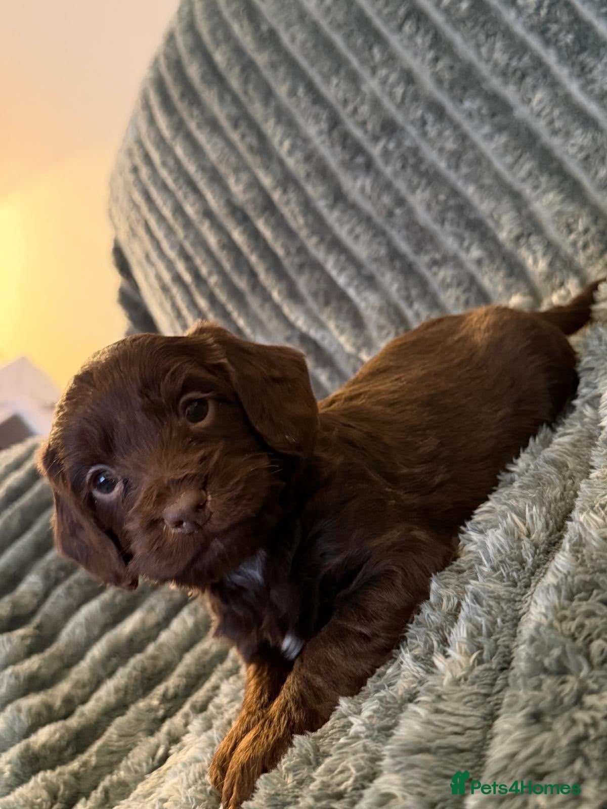 Cockapoo dogs for sale: COCKAPOO PUPPIES!!**READY TO GO NOW** - Advert 3