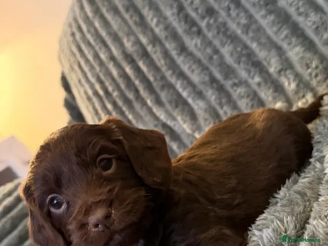 Cockapoo dogs for sale: COCKAPOO PUPPIES!!**READY TO GO NOW** - Advert 3
