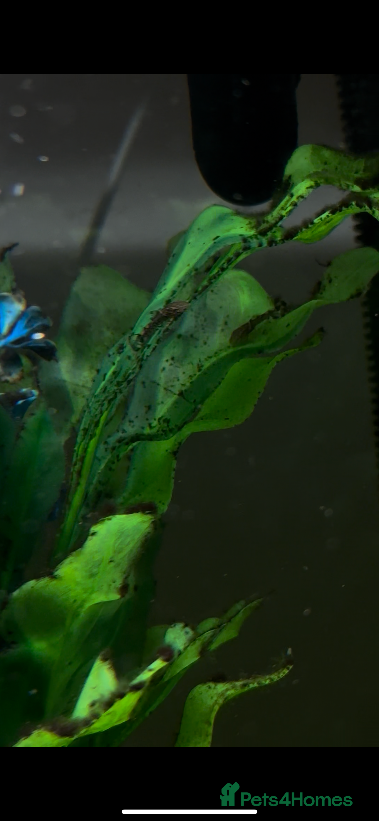 Plecos fish Baby plecos - Advert 18