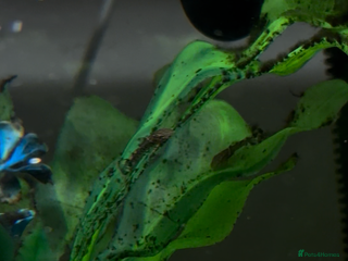 Plecos fish Baby plecos - Advert 3