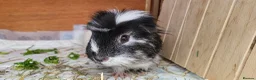 Guinea Pig rodents for sale: Male Guinea Pig - Advert 1