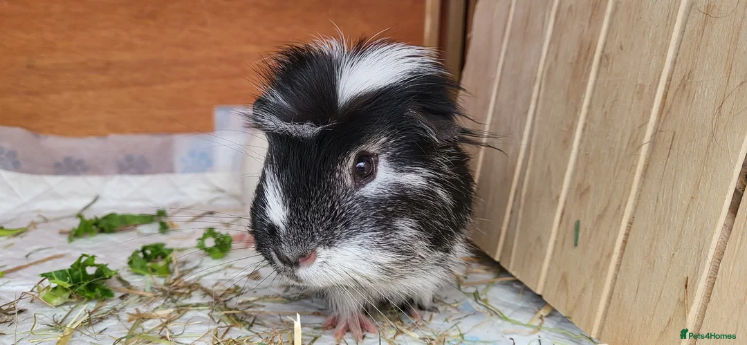 Guinea Pig rodents for sale: Male Guinea Pig - Advert 1
