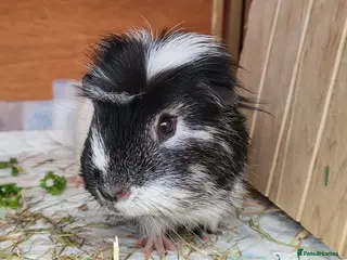 Guinea Pig rodents Male Guinea Pig - Advert 12