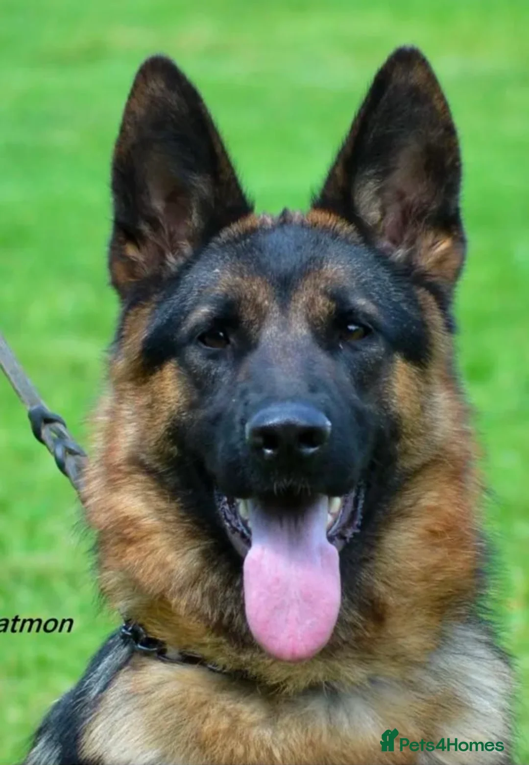 German Shepherd dogs for sale: Quality Litter of GSD (All has now been reserved) - Advert 2