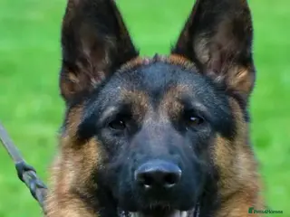 German Shepherd dogs Quality Litter of GSD Puppy’s @icepack - Advert 18