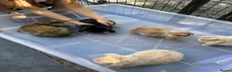 Mini Lop rabbits for sale: Gorgeous Mini Lop Babies various colours  - Advert 3