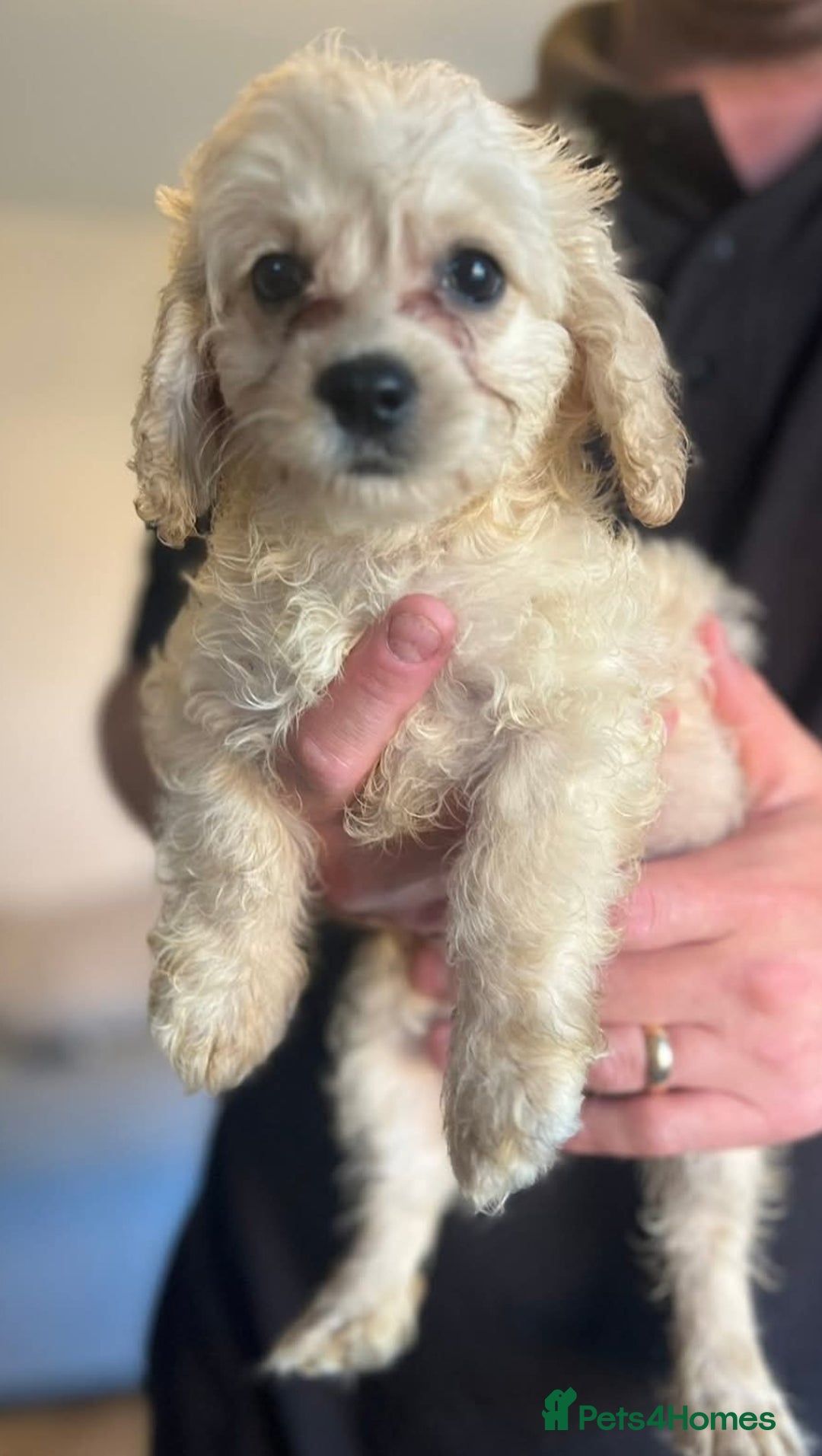 Mixed Breed dogs for sale: Cockapoo X *only 2 left* (boy & girl)  - Image 4
