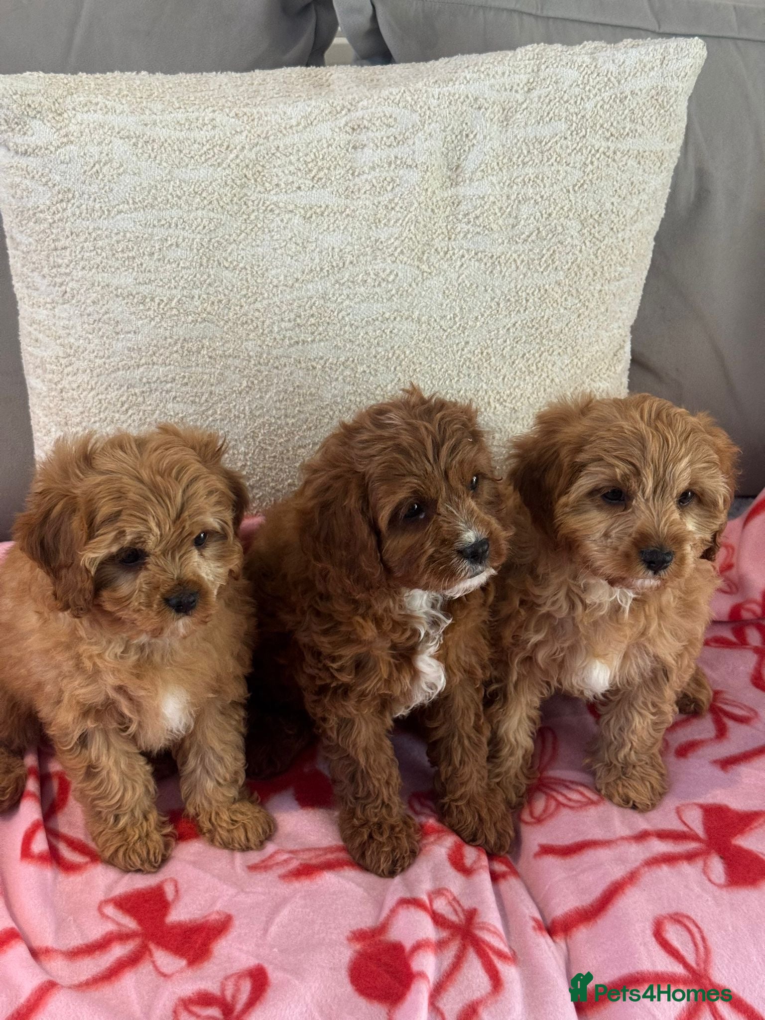 Cavapoo dogs Beautiful five Cavapoos - Advert 2