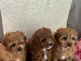 Cavapoo dogs Beautiful five Cavapoos - Advert 2
