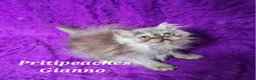 Persian cats for sale: Gccf Registered Persian Kittens  - Advert 10