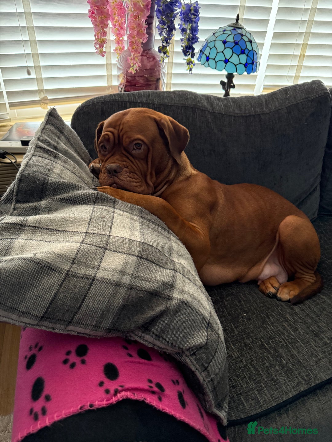 Dogue De Bordeaux dogs for sale: Dogue De Bordauex Puppies for sale - Image 3