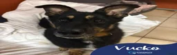 Mixed Breed dogs for adoption: Meet Azra and Vucko,currently residing in Cheshire in Nantwich - Advert 3