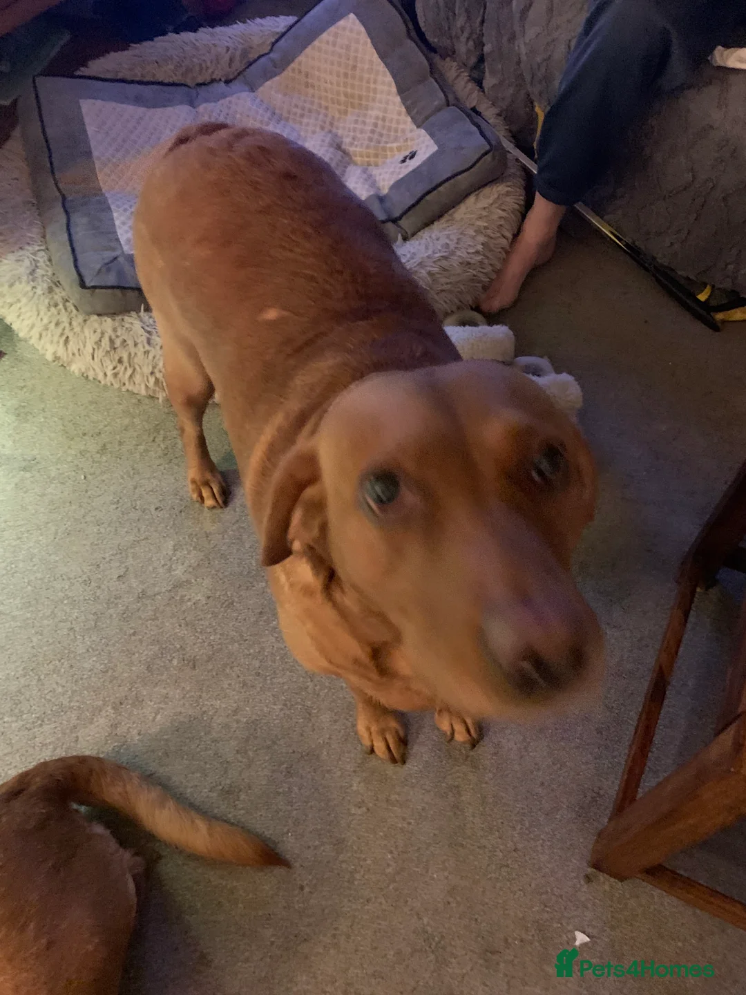 Labradoodle dogs for sale: Family labradoodle looking for a family home  - Advert 10