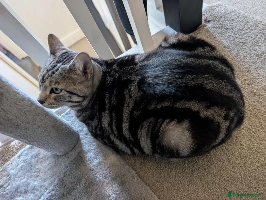 Mixed Breed cats for sale: Silver and black mixed tabby 3 year old - Advert 8