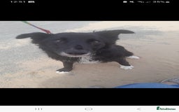 Border Collie dogs for sale: Border collie male 2 years old - Image 1